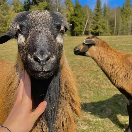 Pod Gronikami Farm stay Danielki